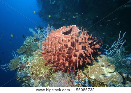 Coral Life Diving Papua New Guinea Pacific Ocea