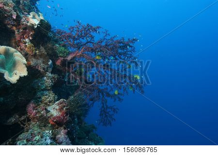 Coral Life Diving Papua New Guinea Pacific Ocea