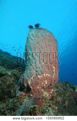 Coral Life Diving Papua New Guinea Pacific Ocea