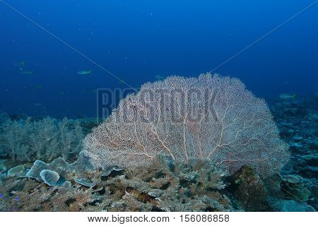 Coral Life Diving Papua New Guinea Pacific Ocea