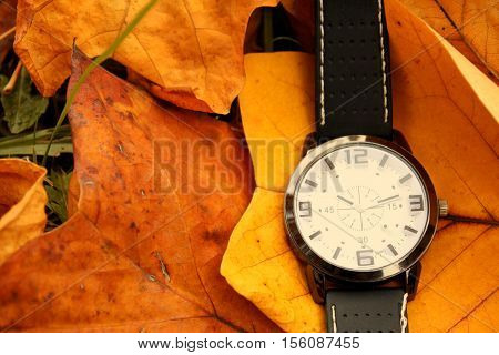Autumn Leaves and Alarm Clock isolated .