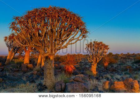 Quiver Tree Forest near Keetmanshoop in Southern Namibia