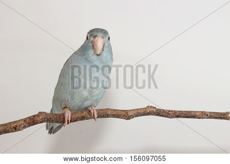 Mauve Forpus, Parakeet, Bird