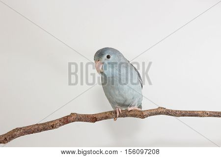 Mauve Forpus, Parakeet, Bird