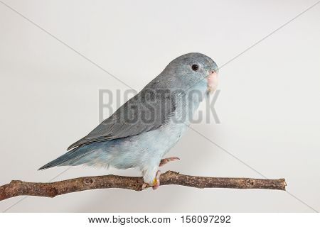 Mauve Forpus, Parakeet, Bird