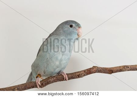 Mauve Forpus, Parakeet, Bird
