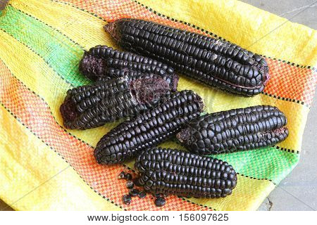 Six cobs of Peruvian purple corn and kernels
