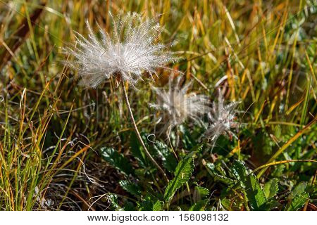 Beautiful floral background with delicate white fluffy flower Dryad in the form of a dandelion on blurred background of grass