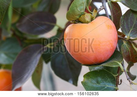 Ripe persimmon fruit hanging on a tree. Fruit garden.