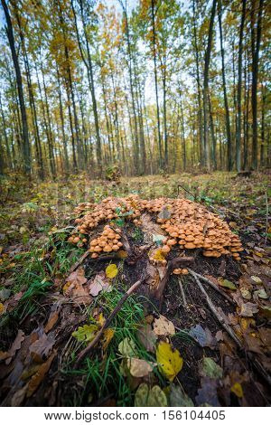 mushrooms sulphur tuft grow around the trunk