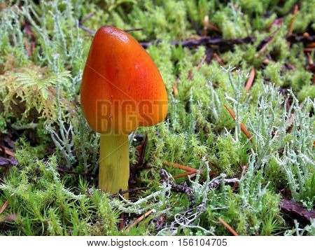 A Witch's Hat mushroom growing in moss and lichen