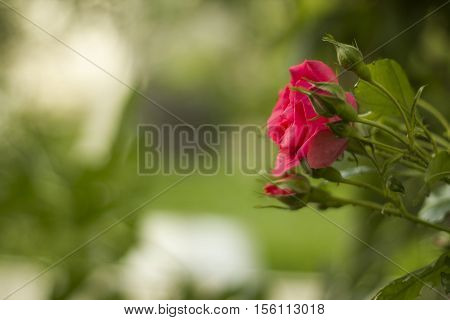 Pink rose with buds in garden green blurred background