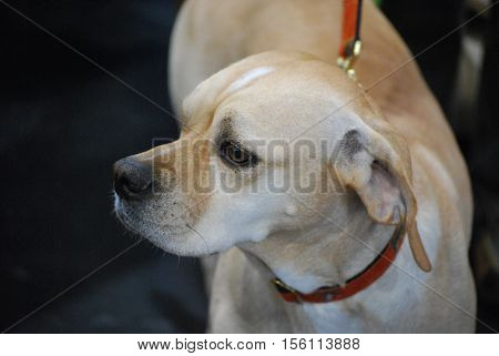 Portuguese pointer dog with a cute black nose on a leash.