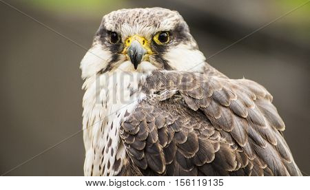 A portrait of a beautiful laggar falcon