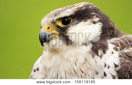 A portrait of a beautiful laggar falcon