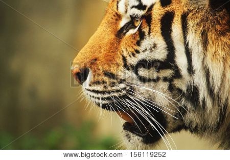 A close-up portrait of a sibirian tiger