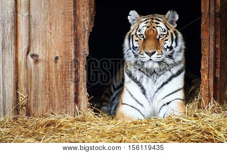 A captive siberian tiger lying down in the straw