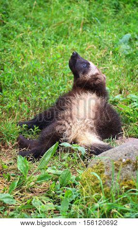 A cute wolverine baby lying in the grass