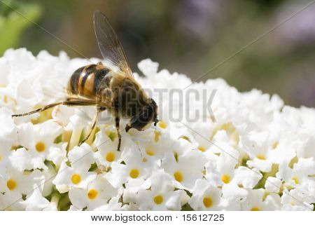 ผึ้งจะดื่มน้ำหวานจาก Buddleja