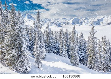 Trees covered by fresh snow in Austria Alps from Kitzbuehel ski resort - one of the best ski resort in the workd with 54 cable cars 170 km prepared skiing slopes and place of famous hahnenkamm races.
