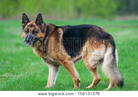 close up on Police German shepherd dog on grass