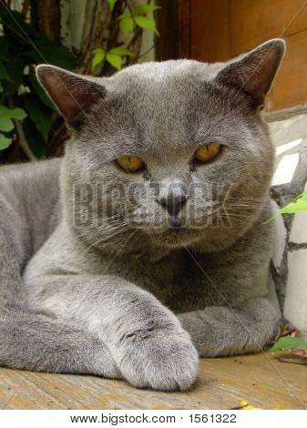 Портрет Tomcat