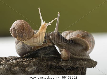 Land snails family disscussing over important topic