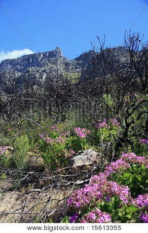 Pelargonier foran Tafelberg Kaapstad