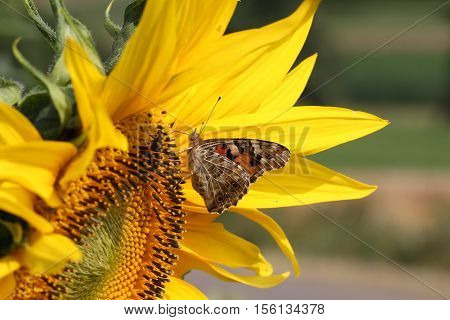 Butterfly / The butterfly sits on a plant