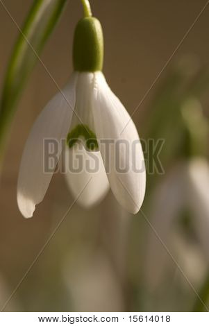 en enda snowdrop i solen