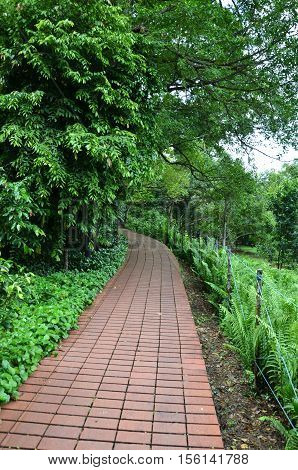 Greenary around Red brick path in Singapore Botanic Garden