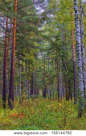 glade in the autumn forest overgrown with grass
