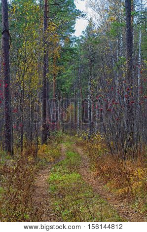 road in autumn forest overgrown with colored grass