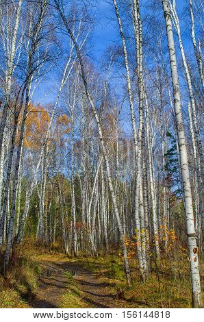 Road in the autumn forest among leafless birches