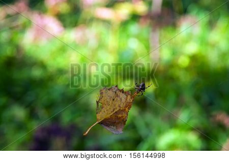 leaf and spider dangling in the air