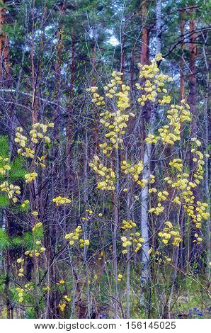 flowering young shoots in the spring forest