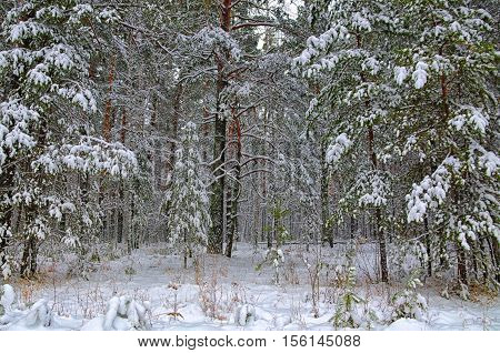 In the winter forest covered with snow