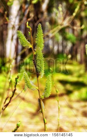 flowering young shoots in the spring forest