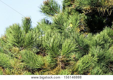 Pine Warbler (Setophaga pinus) perched in pine tree