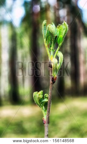 flowering young shoots in the spring forest