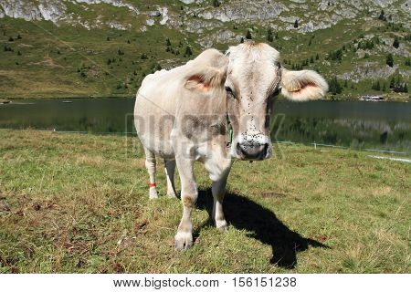 lovely swiss cow at Bettmeralp in Switzerland