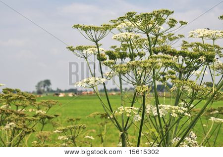 Panace comune nel panorama dell'agricoltura