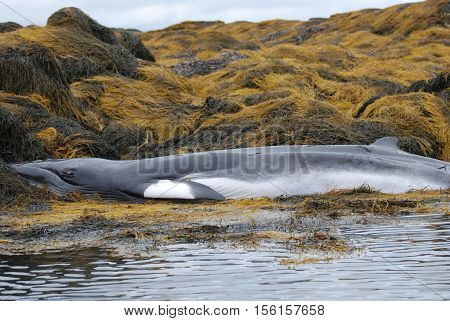 Whale beached in Casco Bay Maine as a result of a fishing net.