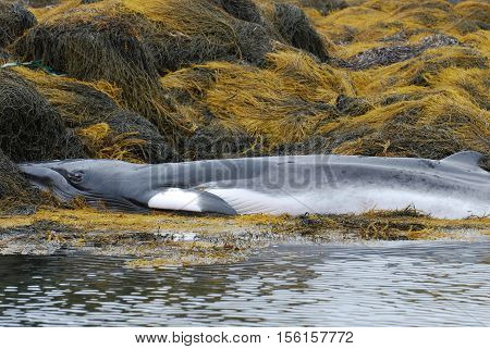 Whale deceased on a reef in Casco Bay Maine.