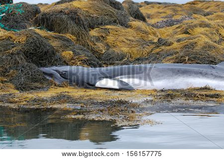 Minke whale in Maine dead on a rocky reef.