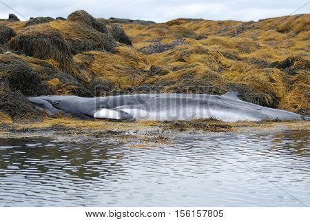 Minke whale deceased on a reef in Casco Bay Maine.