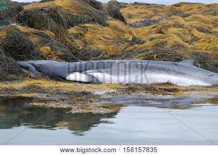 Young minke whale on a bed of seaweed oovered rocks.