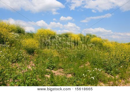 seme di Cole alla collina nel soleggiato paesaggio con cielo nuvoloso