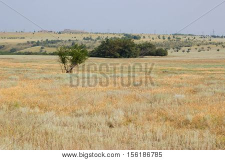 Green tree on a background of yellow steppe. Kamyshin Volgograd region Russia