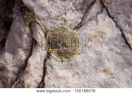 Fossil plants on rocks closeup. Nature Monument -Kamyshinskye Mountain Ears. Volgograd region Russia